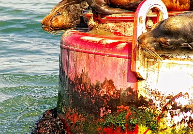 sea lions