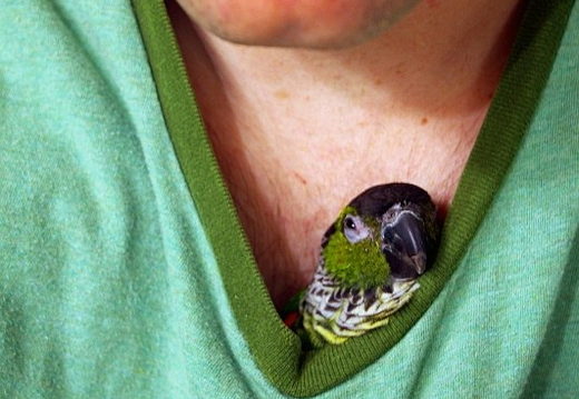 bird in shirt