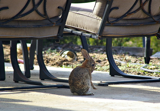 bunny