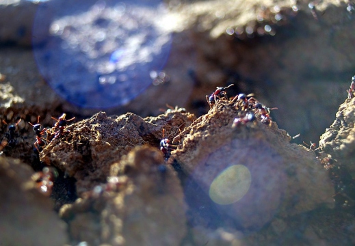 ants