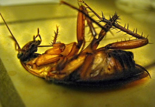 dead bug in hotel room