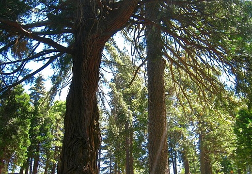 crestline