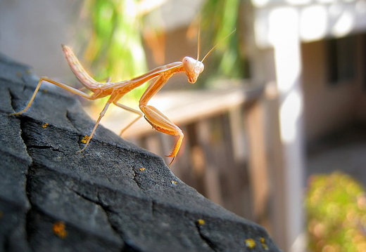 mantis