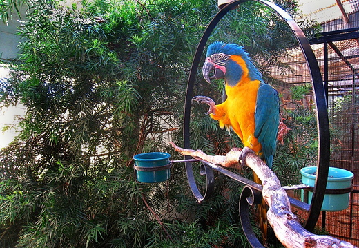 magnolia bird farm