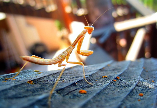 mantis