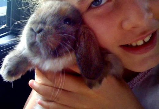 bunny love