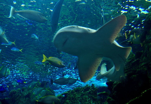 long beach aquarium