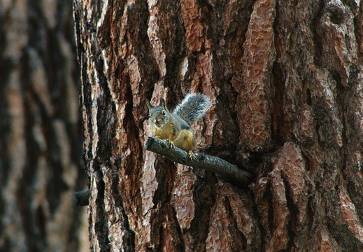 IMGP8737-PGRS3