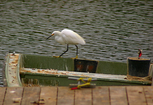 IMGP3857GRS