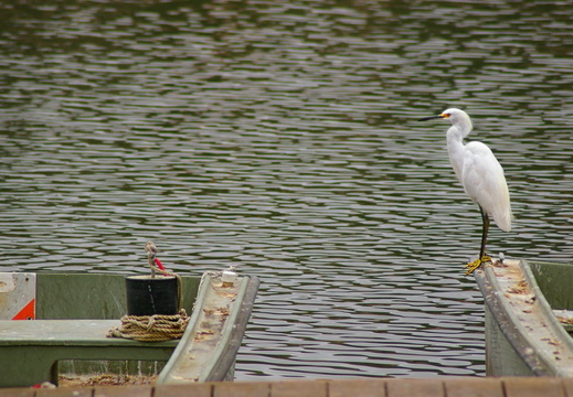 IMGP3860GRS