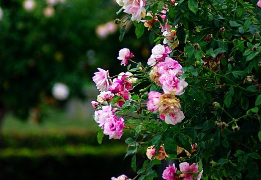 IMGP0038GRS
