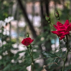 IMGP0774GRS