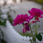 IMGP6085GRS