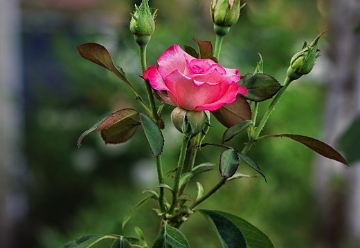 IMGP6072GRS