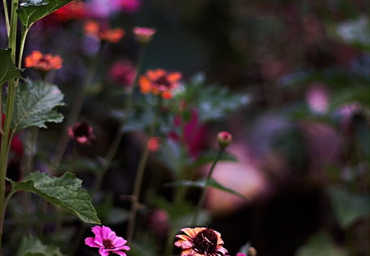 IMGP6582LGRS2