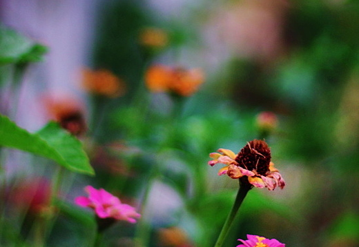 IMGP6581XGRS