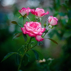 IMGP6586GRS