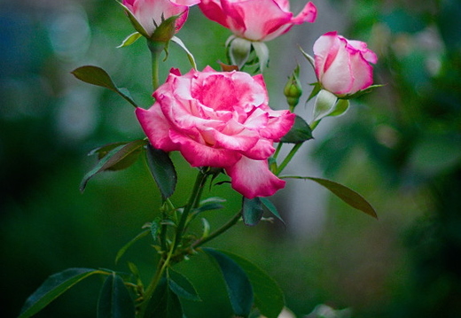 IMGP6586GRS