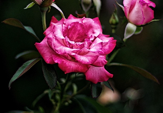 IMGP6580XGRS
