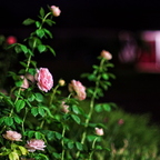 IMGP7735XGRS