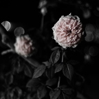 IMGP8758GRS