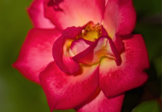 IMGP0199GRS