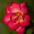 IMGP0197GRS