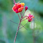 IMGP0725GRS