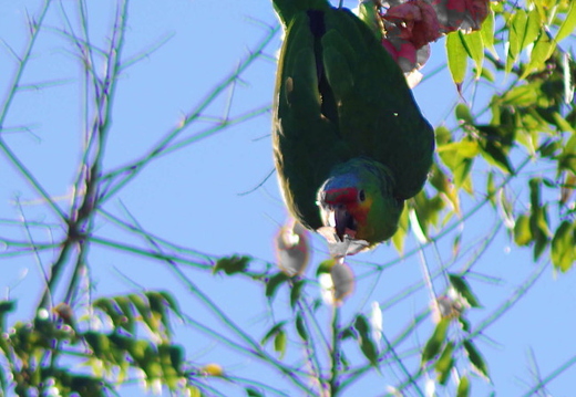 Oct17th - red-lored parrots