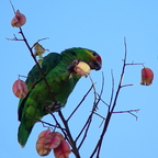 IMGP0871GRS