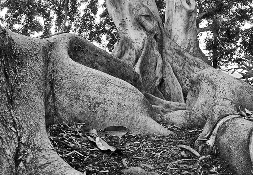 IMGP0023GRS