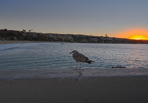 IMGP8448RGRS