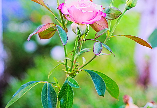 IMGP6074RGRS