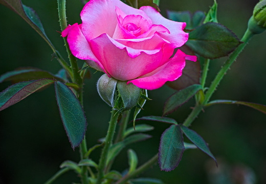 IMGP6063R