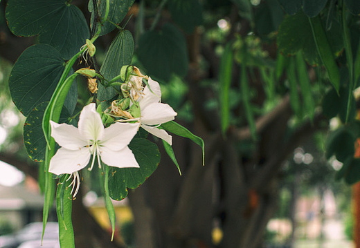 IMGP2744RGRS