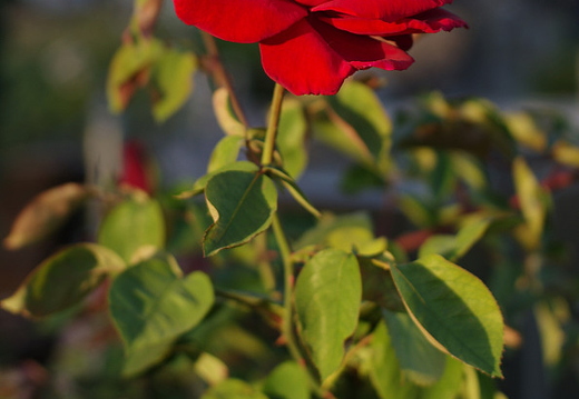 IMGP2837GRS