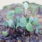 IMGP2984c stitchGRS