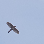 IMGP3348R