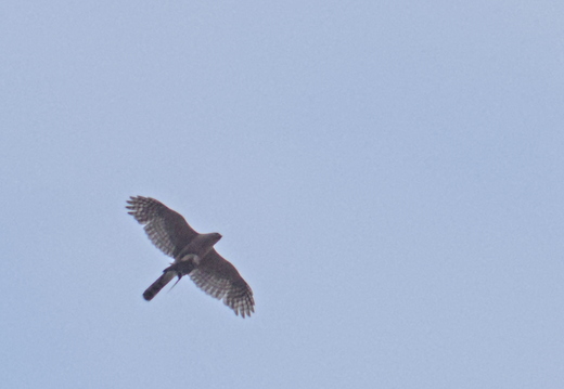 IMGP3348R
