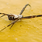 IMGP4633RGRS