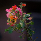 IMGP5593RGRS