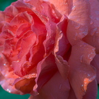IMGP6349RGRS