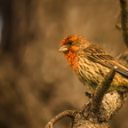IMGP6308RGRS2