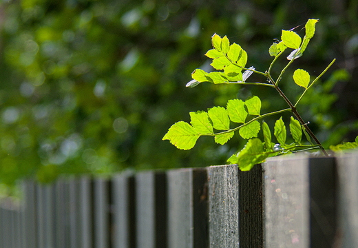 IMGP7047RGRS2