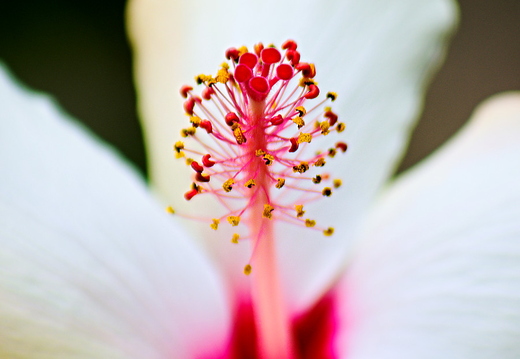 IMGP7039RGRS