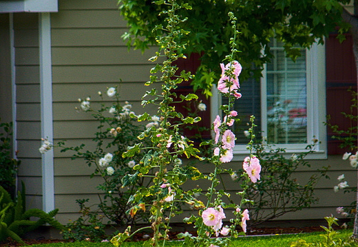 IMGP7448RGRS
