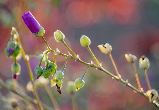 IMGP7908RGRS