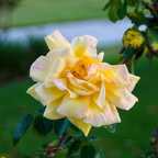 IMGP0206RGRS