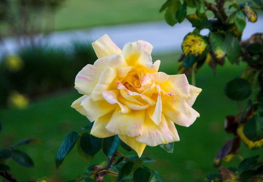 IMGP0206RGRS
