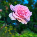 IMGP0865RGRS